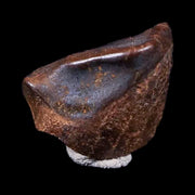 0.4" Chasmosaurus Fossil Tooth Judith River FM Cretaceous Dinosaur MT COA Display