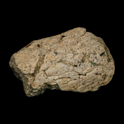 3.1" Triceratops Fossil Frill Edge Blood Groves Hell Creek FM Cretaceous Dinosaur MT COA - Fossil Age Minerals