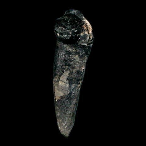 1.3" Tapir Tapirus Veroensis Fossil Tooth Pleistocene Age Withlacoochee River FL Display - Fossil Age Minerals