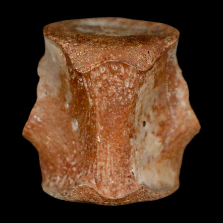 0.7" Champsosaurus Gigas Reptile Fossil Vertebrae Cretaceous Hell Creek FM MT COA