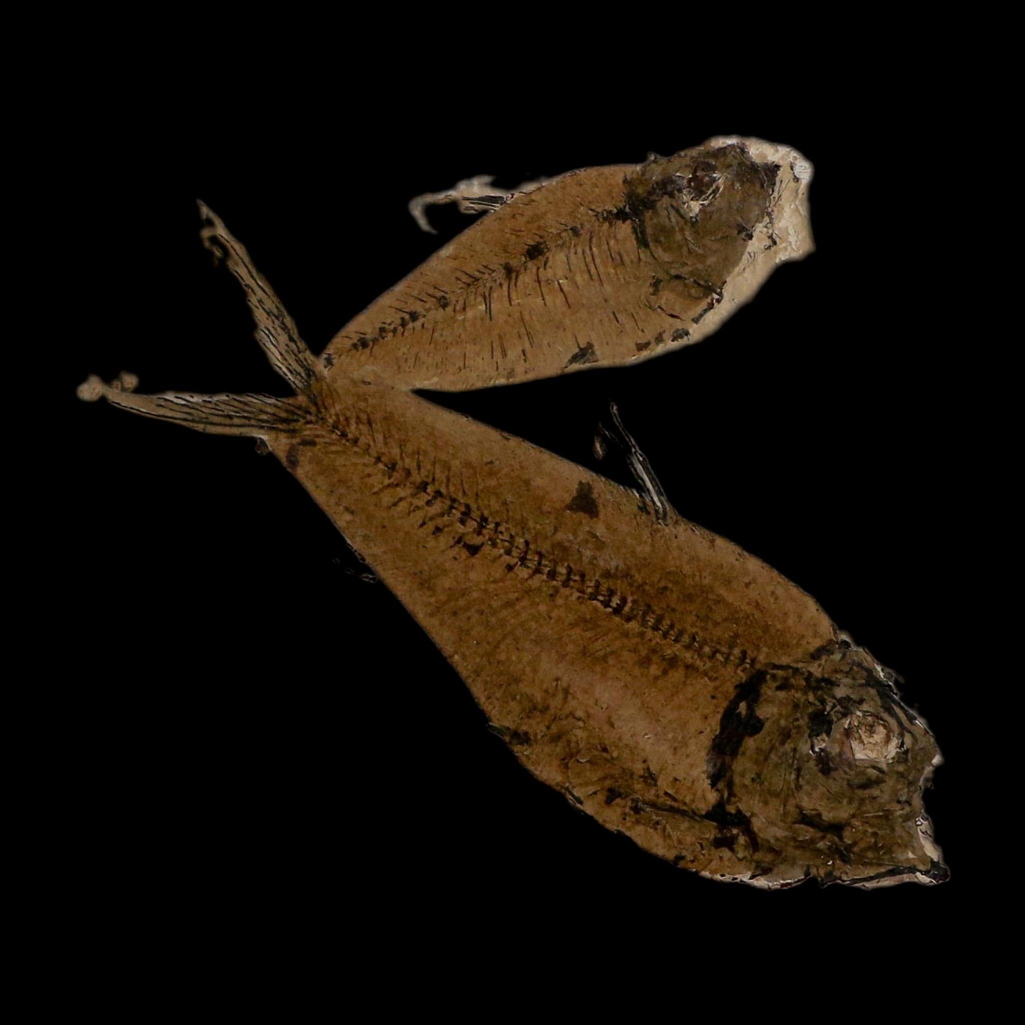 2 Two Diplomystus Dentatus Fossil Fish Green River FM WY Eocene Age COA, Stand - Fossil Age Minerals