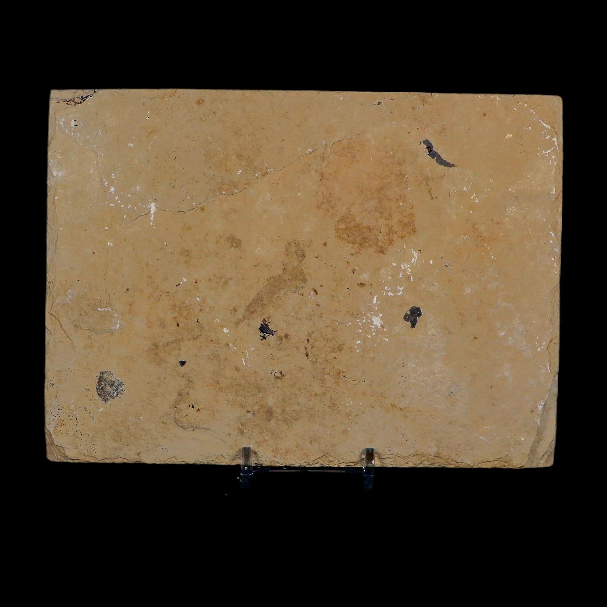 2 Two Diplomystus Dentatus Fossil Fish Green River FM WY Eocene Age COA, Stand - Fossil Age Minerals
