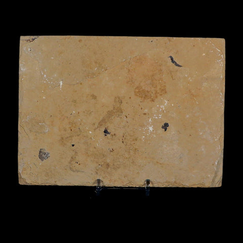 2 Two Diplomystus Dentatus Fossil Fish Green River FM WY Eocene Age COA, Stand