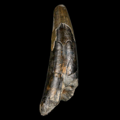 2.4" Sarcosuchus Imperator Crocodile Fossil Tooth Elrhaz FM Cretaceous Niger COA - Fossil Age Minerals