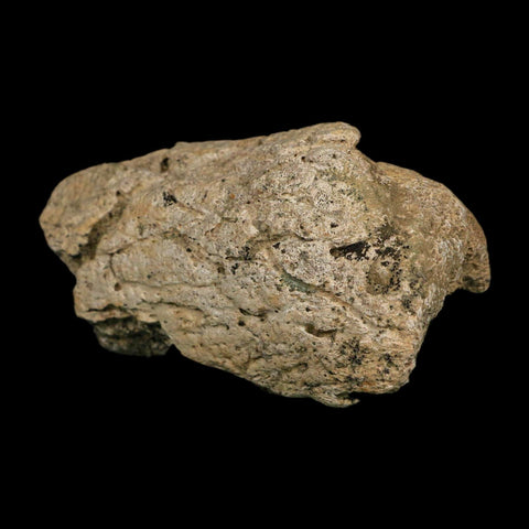 3.1" Triceratops Fossil Frill Edge Blood Groves Hell Creek FM Cretaceous Dinosaur MT COA - Fossil Age Minerals