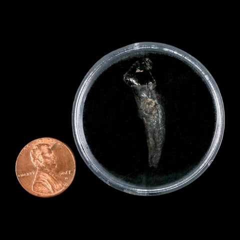 1.3" Tapir Tapirus Veroensis Fossil Tooth Pleistocene Age Withlacoochee River FL Display - Fossil Age Minerals