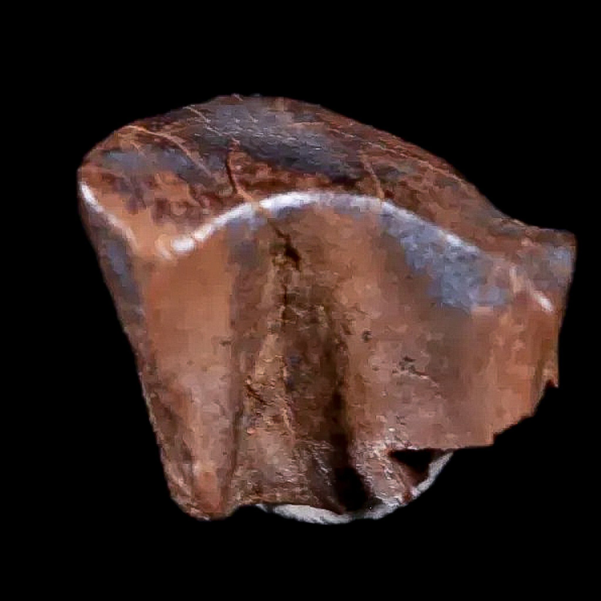 0.4" Chasmosaurus Fossil Tooth Judith River FM Cretaceous Dinosaur MT COA Display - Fossil Age Minerals