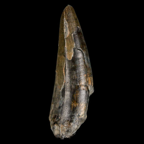 2.4" Sarcosuchus Imperator Crocodile Fossil Tooth Elrhaz FM Cretaceous Niger COA - Fossil Age Minerals