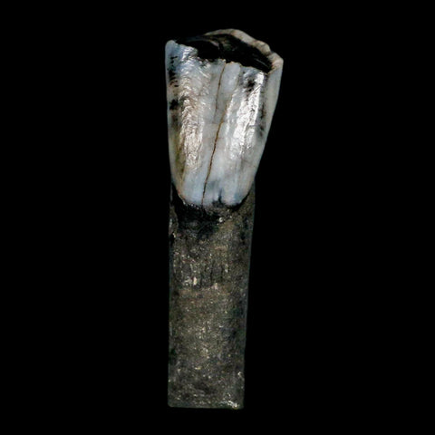 1" Tapir Tapirus Veroensis Fossil Tooth Pleistocene Age Withlacoochee River FL Display - Fossil Age Minerals