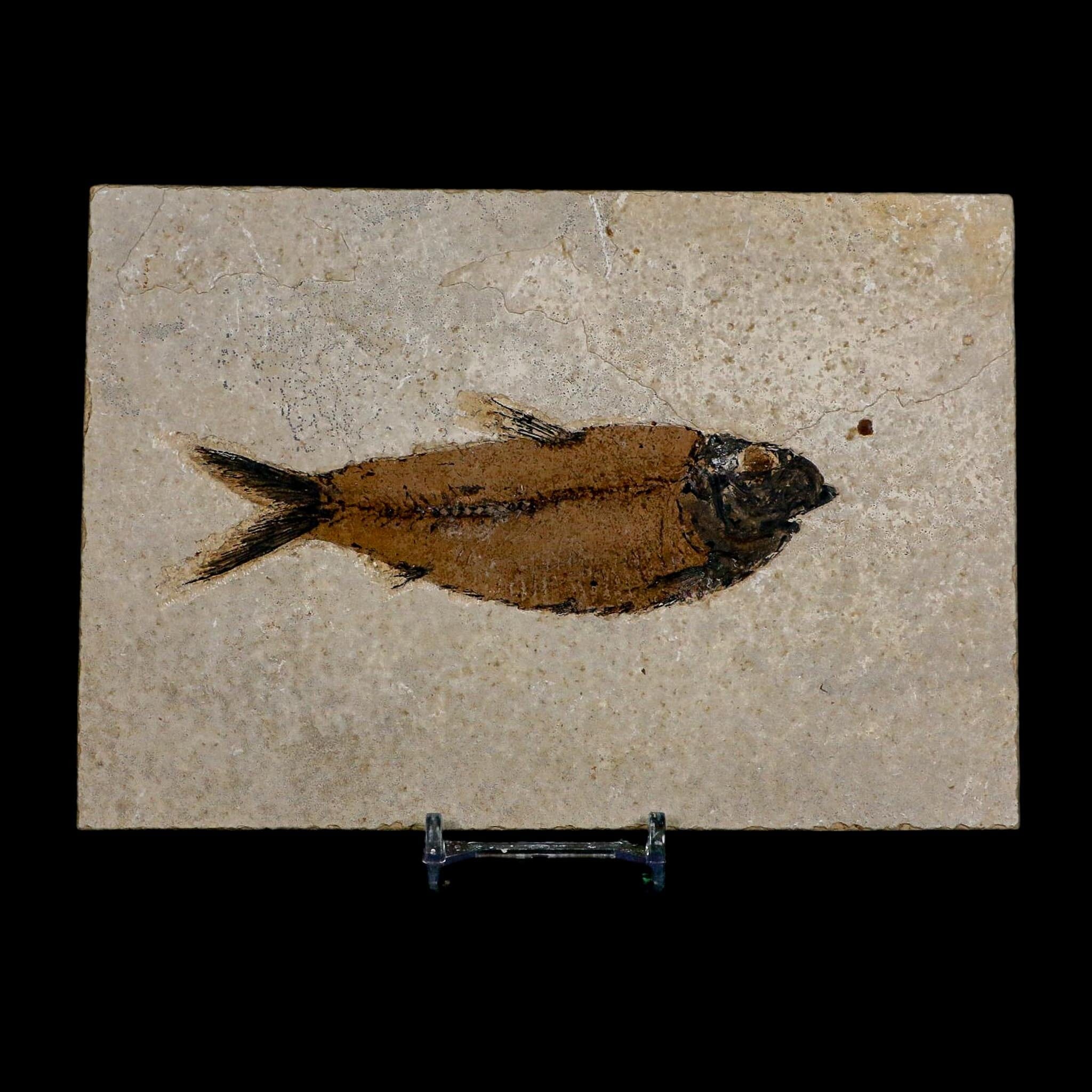 XL 4.7" Knightia Eocaena Fossil Fish Green River FM WY Eocene Age COA And Stand - Fossil Age Minerals