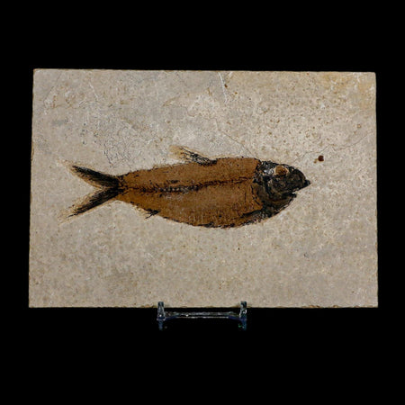 XL 4.7" Knightia Eocaena Fossil Fish Green River FM WY Eocene Age COA And Stand