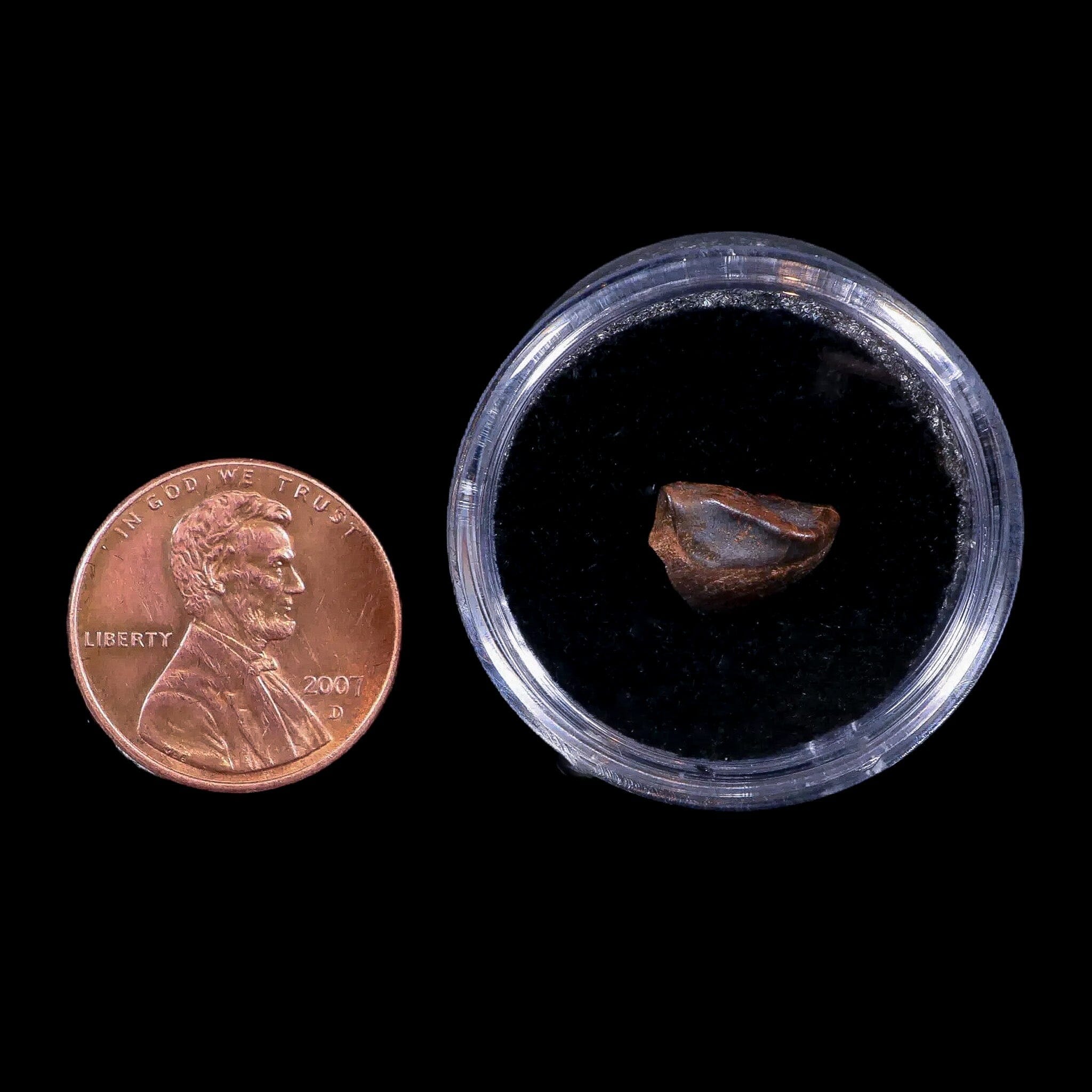 0.4" Chasmosaurus Fossil Tooth Judith River FM Cretaceous Dinosaur MT COA Display - Fossil Age Minerals