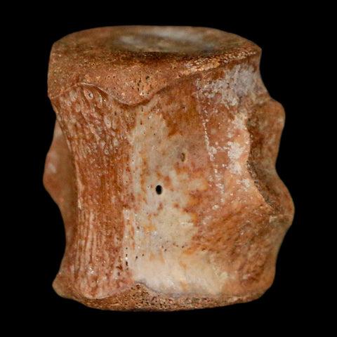 0.7" Champsosaurus Gigas Reptile Fossil Vertebrae Cretaceous Hell Creek FM MT COA