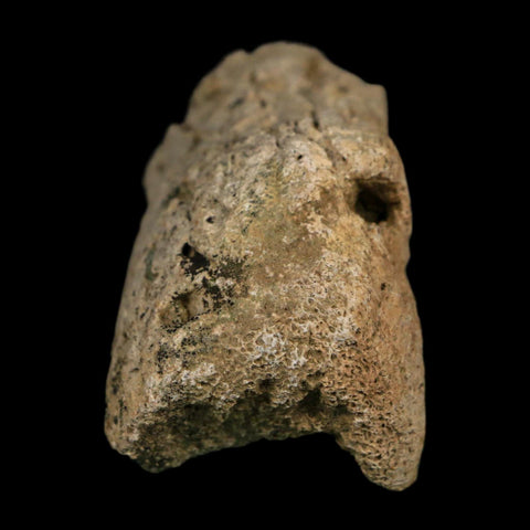 3.1" Triceratops Fossil Frill Edge Blood Groves Hell Creek FM Cretaceous Dinosaur MT COA - Fossil Age Minerals