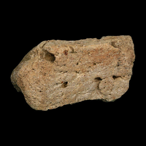 3.1" Triceratops Fossil Frill Edge Blood Groves Hell Creek FM Cretaceous Dinosaur MT COA - Fossil Age Minerals