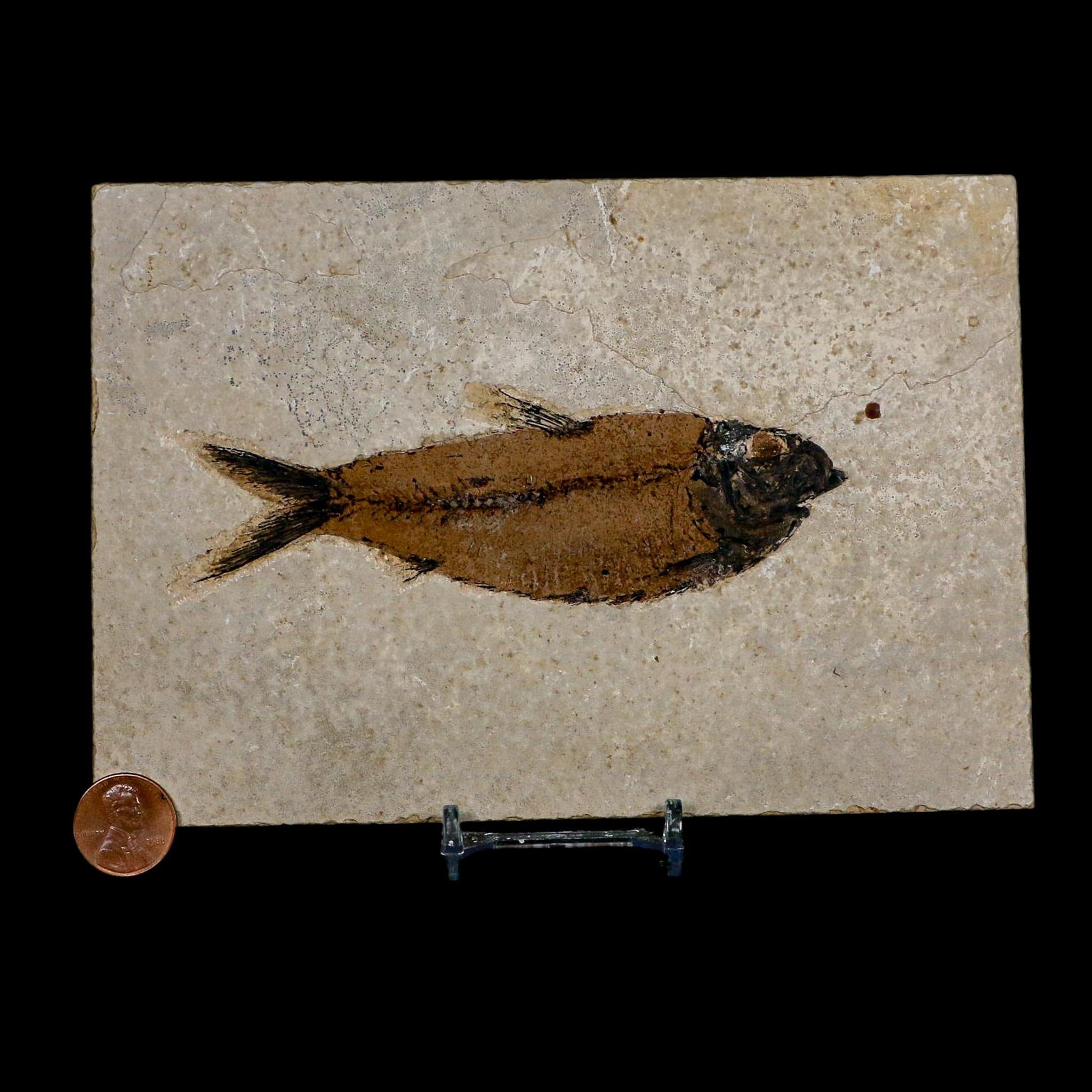 XL 4.7" Knightia Eocaena Fossil Fish Green River FM WY Eocene Age COA And Stand - Fossil Age Minerals