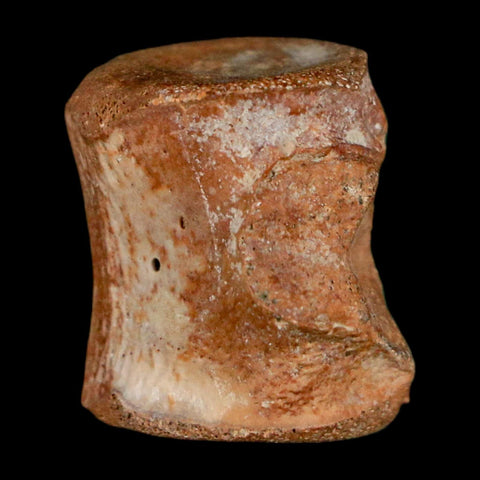 0.7" Champsosaurus Gigas Reptile Fossil Vertebrae Cretaceous Hell Creek FM MT COA