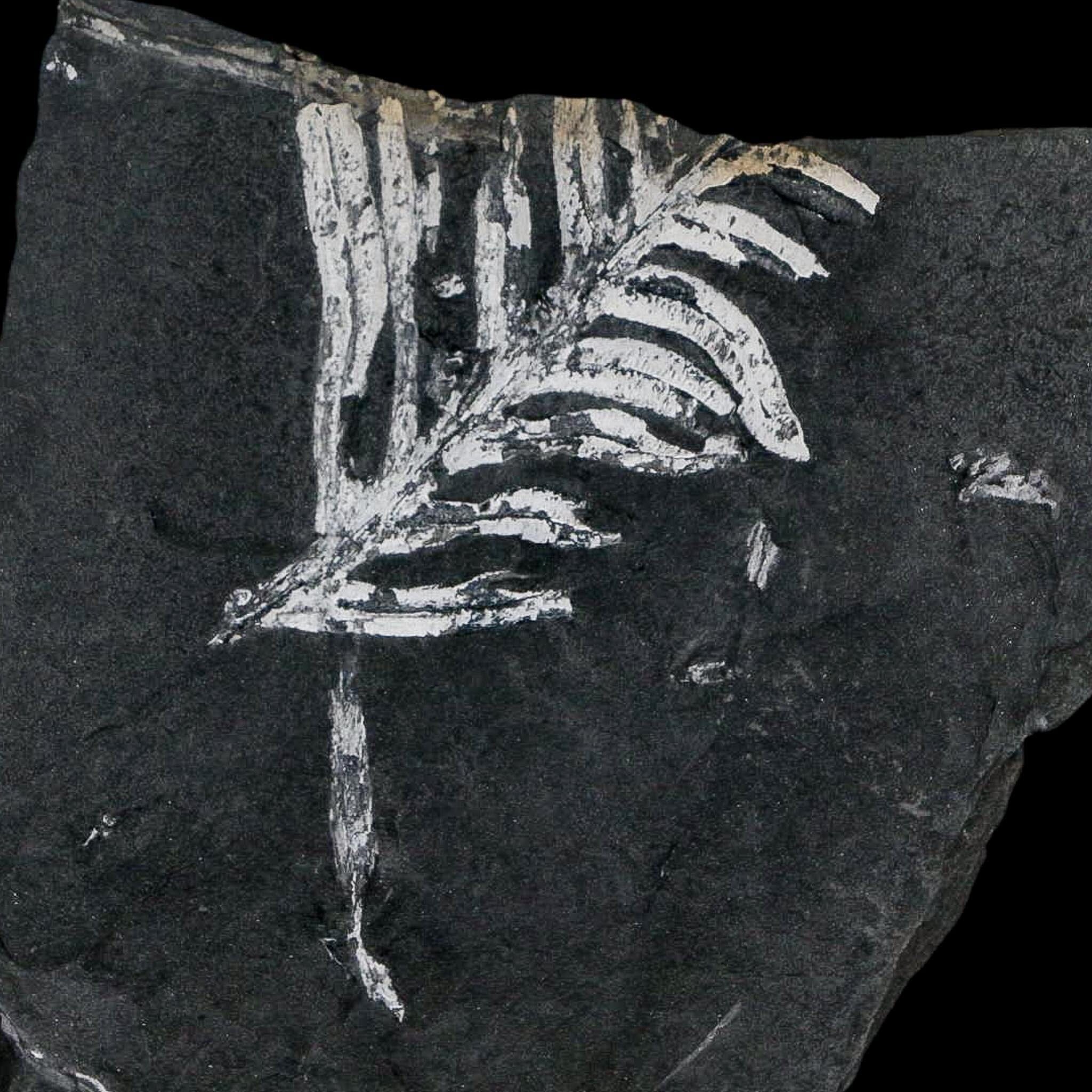 3.7" Alethopteris Fern Plant Leaf Fossil Carboniferous Age Llewellyn FM ST Clair, PA - Fossil Age Minerals