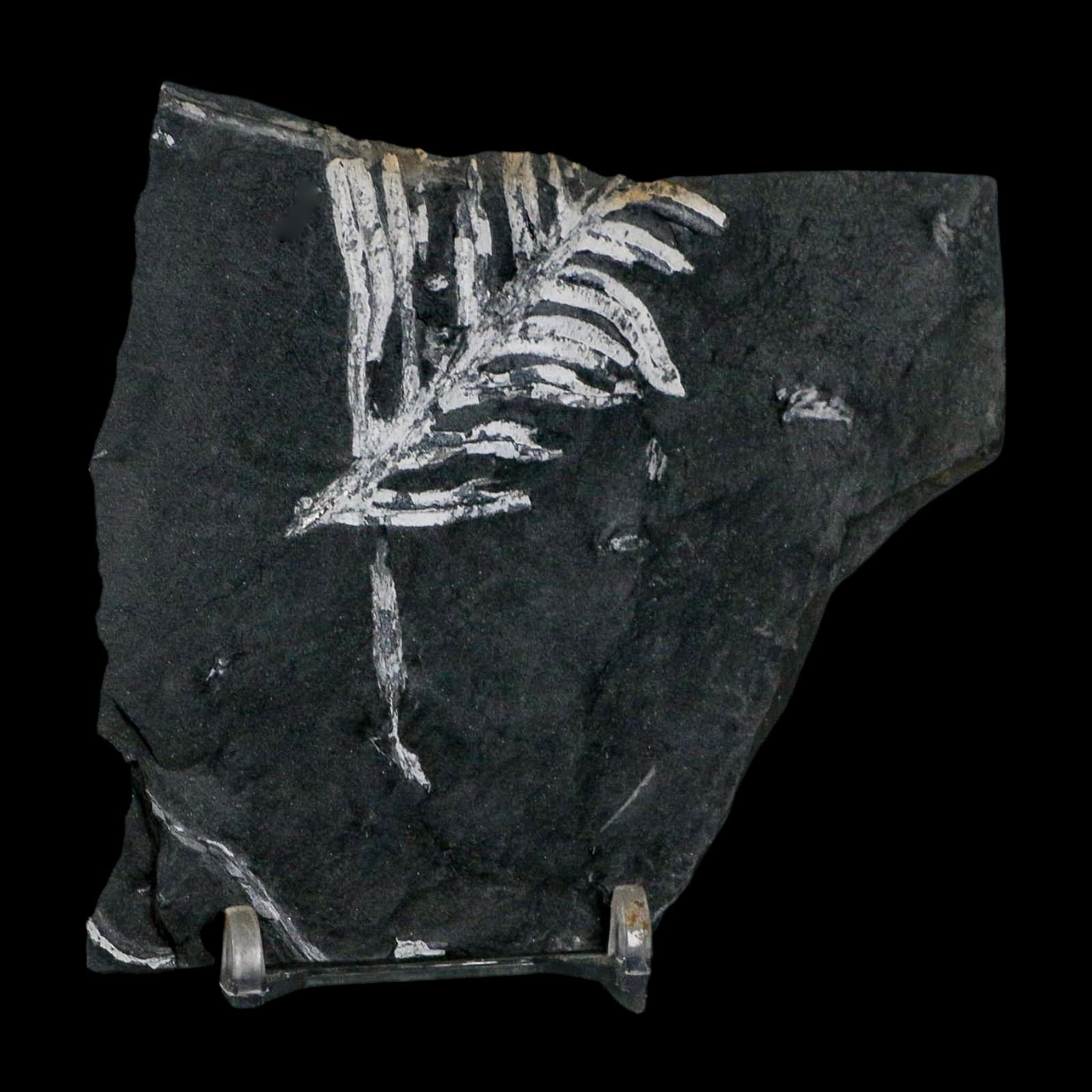 3.7" Alethopteris Fern Plant Leaf Fossil Carboniferous Age Llewellyn FM ST Clair, PA - Fossil Age Minerals