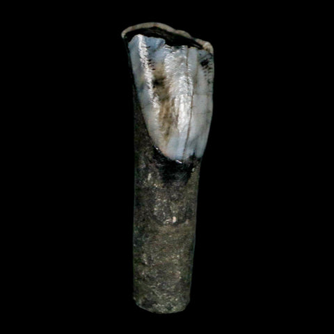 1" Tapir Tapirus Veroensis Fossil Tooth Pleistocene Age Withlacoochee River FL Display - Fossil Age Minerals
