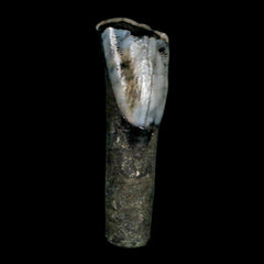 Tapirus Veroensis Fossil Collection