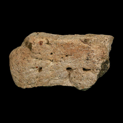 3.1" Triceratops Fossil Frill Edge Blood Groves Hell Creek FM Cretaceous Dinosaur MT COA - Fossil Age Minerals