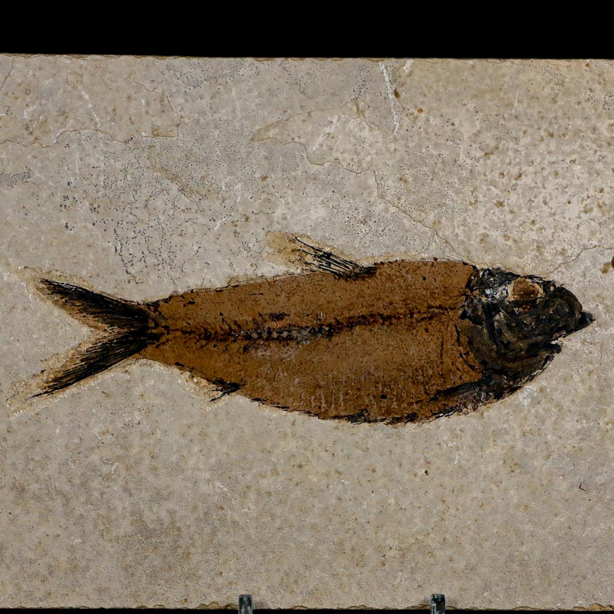 XL 4.7" Knightia Eocaena Fossil Fish Green River FM WY Eocene Age COA And Stand - Fossil Age Minerals