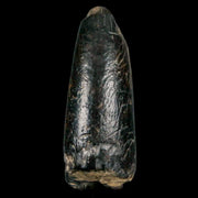 2.2" Sarcosuchus Imperator Crocodile Fossil Tooth Elrhaz FM Cretaceous Niger COA