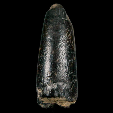 2.2" Sarcosuchus Imperator Crocodile Fossil Tooth Elrhaz FM Cretaceous Niger COA - Fossil Age Minerals