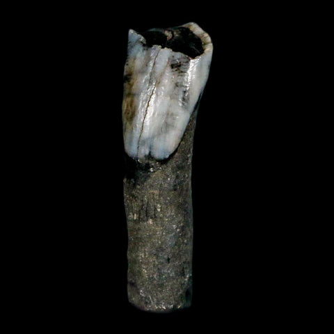 1" Tapir Tapirus Veroensis Fossil Tooth Pleistocene Age Withlacoochee River FL Display - Fossil Age Minerals
