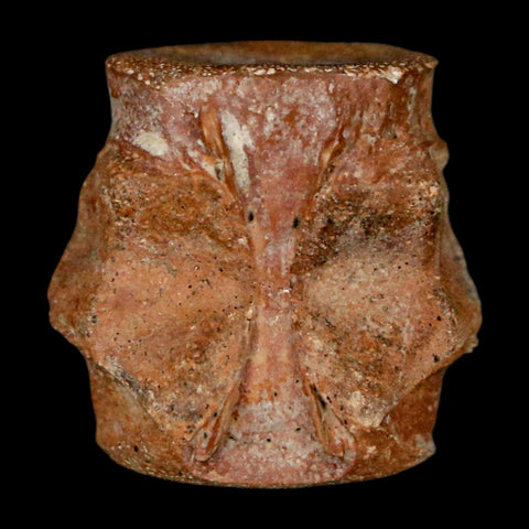 0.7" Champsosaurus Gigas Reptile Fossil Vertebrae Cretaceous Hell Creek FM MT COA
