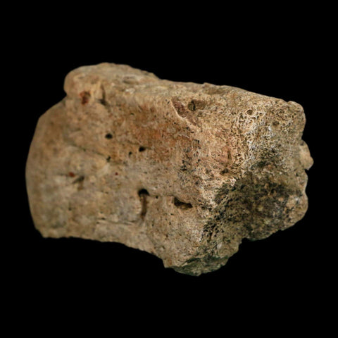 3.1" Triceratops Fossil Frill Edge Blood Groves Hell Creek FM Cretaceous Dinosaur MT COA - Fossil Age Minerals