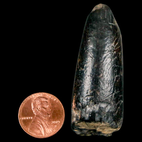 2.2" Sarcosuchus Imperator Crocodile Fossil Tooth Elrhaz FM Cretaceous Niger COA - Fossil Age Minerals