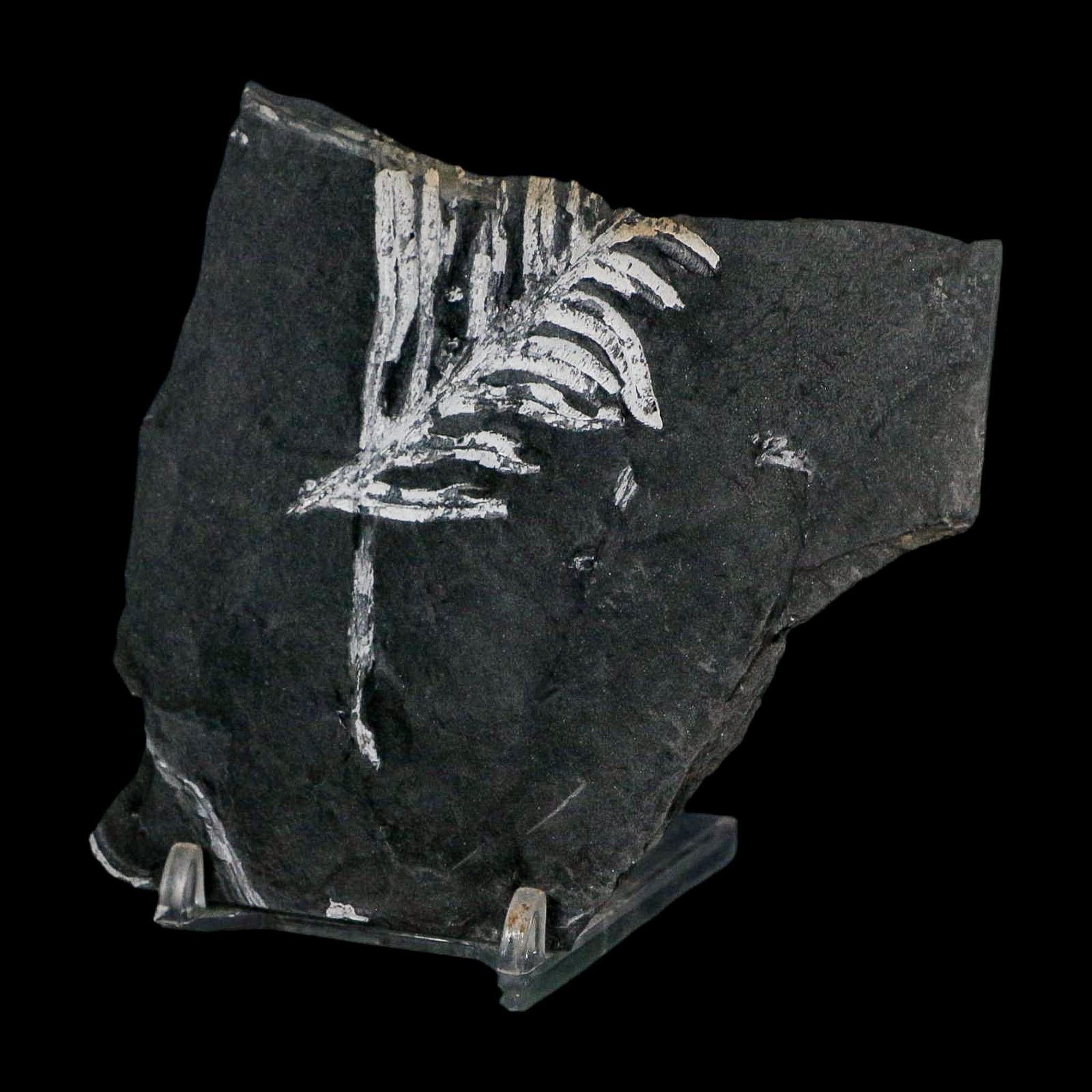 3.7" Alethopteris Fern Plant Leaf Fossil Carboniferous Age Llewellyn FM ST Clair, PA - Fossil Age Minerals
