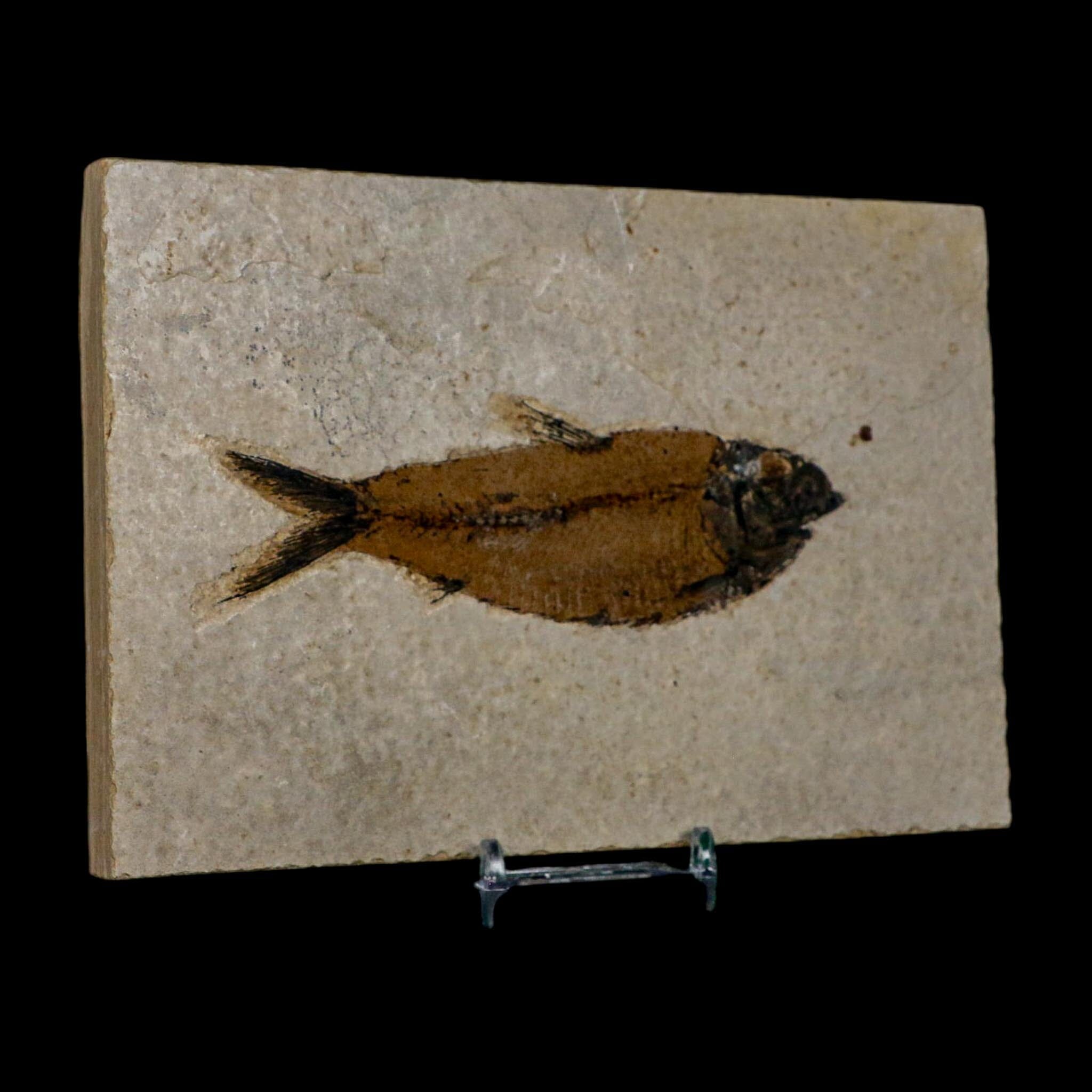 XL 4.7" Knightia Eocaena Fossil Fish Green River FM WY Eocene Age COA And Stand - Fossil Age Minerals