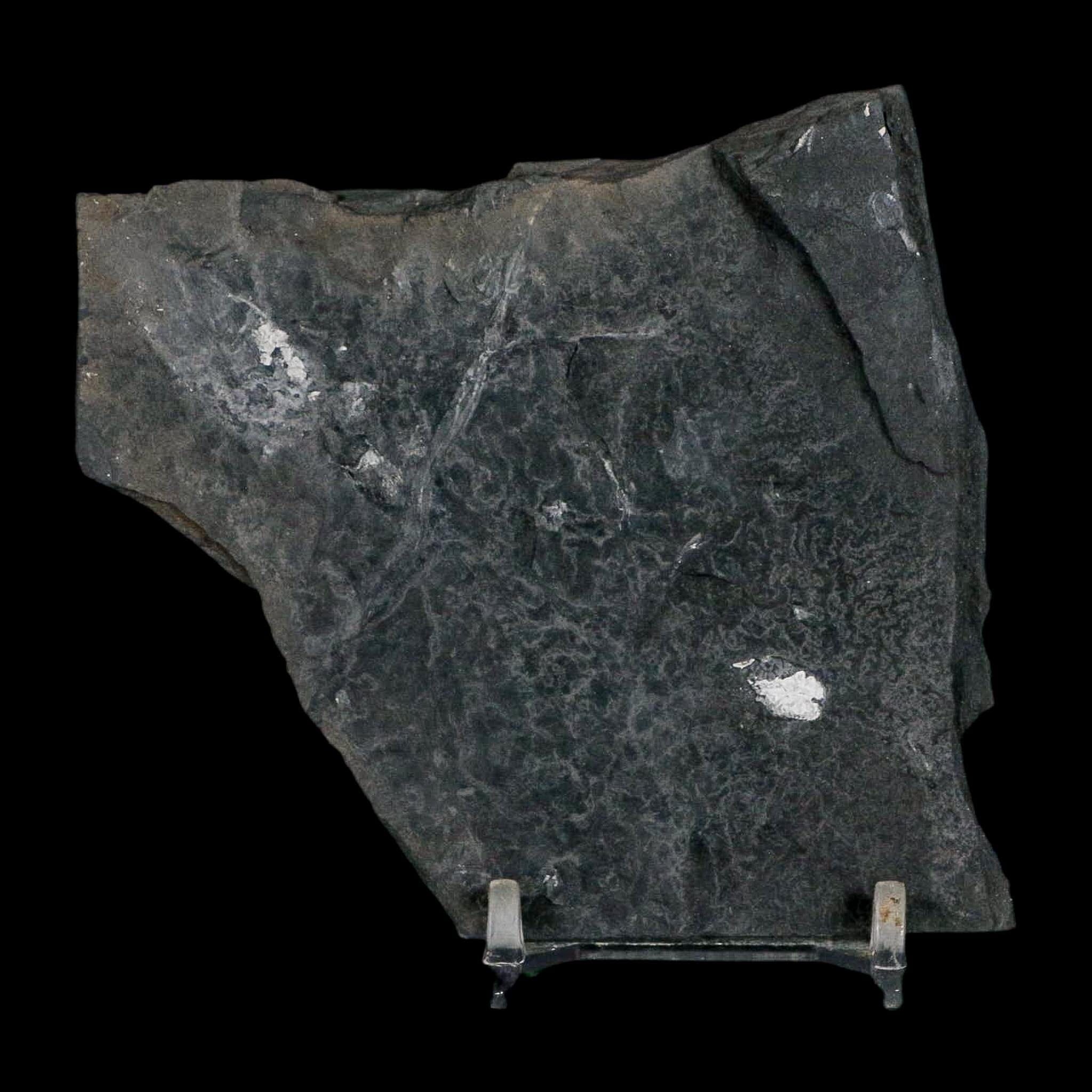 3.7" Alethopteris Fern Plant Leaf Fossil Carboniferous Age Llewellyn FM ST Clair, PA - Fossil Age Minerals