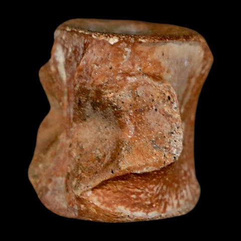 0.7" Champsosaurus Gigas Reptile Fossil Vertebrae Cretaceous Hell Creek FM MT COA