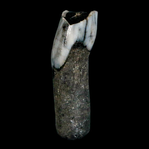 1" Tapir Tapirus Veroensis Fossil Tooth Pleistocene Age Withlacoochee River FL Display - Fossil Age Minerals