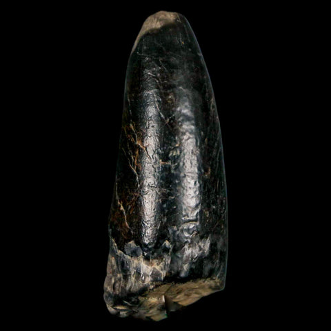 2.2" Sarcosuchus Imperator Crocodile Fossil Tooth Elrhaz FM Cretaceous Niger COA - Fossil Age Minerals