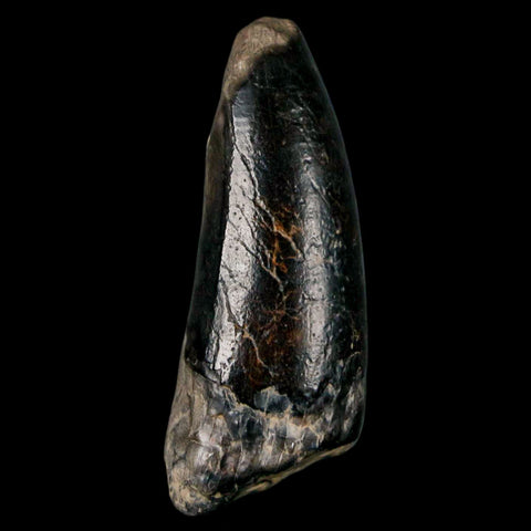 2.2" Sarcosuchus Imperator Crocodile Fossil Tooth Elrhaz FM Cretaceous Niger COA - Fossil Age Minerals