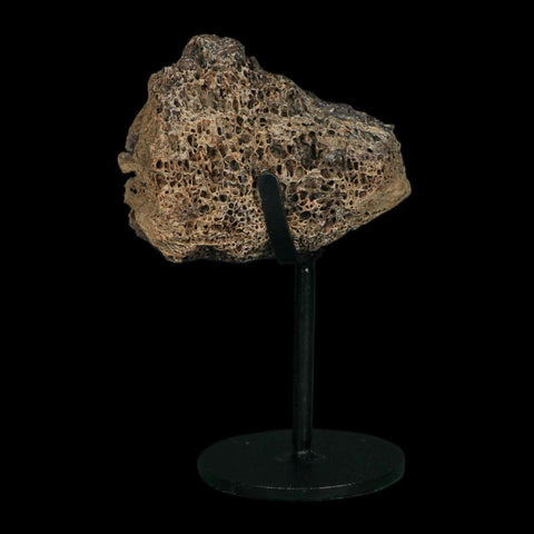 2.7" Triceratops Fossil Vertebrae Bone Marrow Hell Creek FM Cretaceous Dinosaur MT COA - Fossil Age Minerals