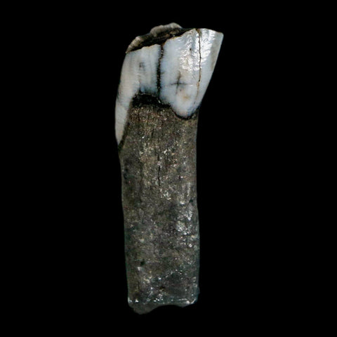 1" Tapir Tapirus Veroensis Fossil Tooth Pleistocene Age Withlacoochee River FL Display - Fossil Age Minerals