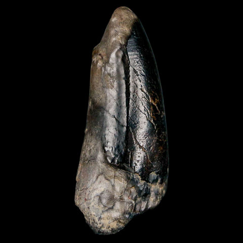 2.2" Sarcosuchus Imperator Crocodile Fossil Tooth Elrhaz FM Cretaceous Niger COA - Fossil Age Minerals