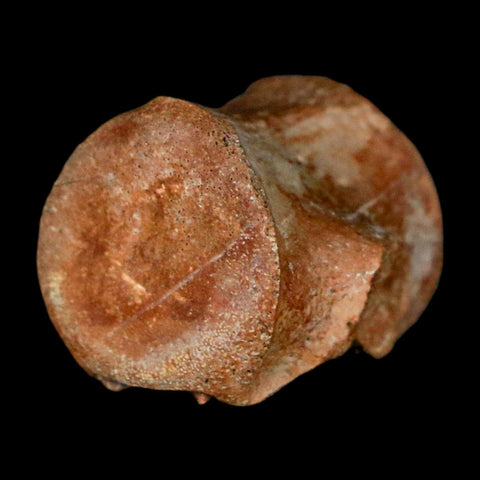 0.7" Champsosaurus Gigas Reptile Fossil Vertebrae Cretaceous Hell Creek FM MT COA
