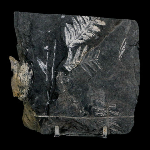 4.3" Alethopteris Fern Plant Leaf Fossil Carboniferous Age Llewellyn FM ST Clair, PA - Fossil Age Minerals