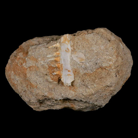 1.4" Saber Toothed Herring Fossil Tooth Jaw Section Enchodus Libycus Cretaceous Age