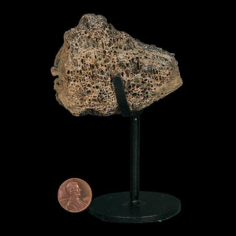 2.7" Triceratops Fossil Vertebrae Bone Marrow Hell Creek FM Cretaceous Dinosaur MT COA - Fossil Age Minerals