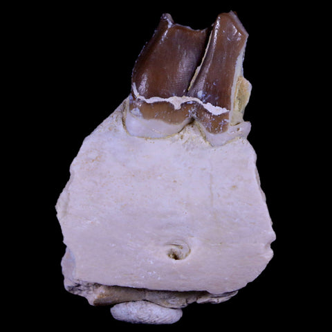 1.9" Oreodont Merycoidodon Fossil Jaw Tooth Bone Oligocene Age Badlands SD COA - Fossil Age Minerals