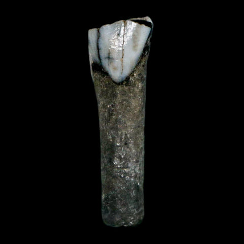 1" Tapir Tapirus Veroensis Fossil Tooth Pleistocene Age Withlacoochee River FL Display - Fossil Age Minerals
