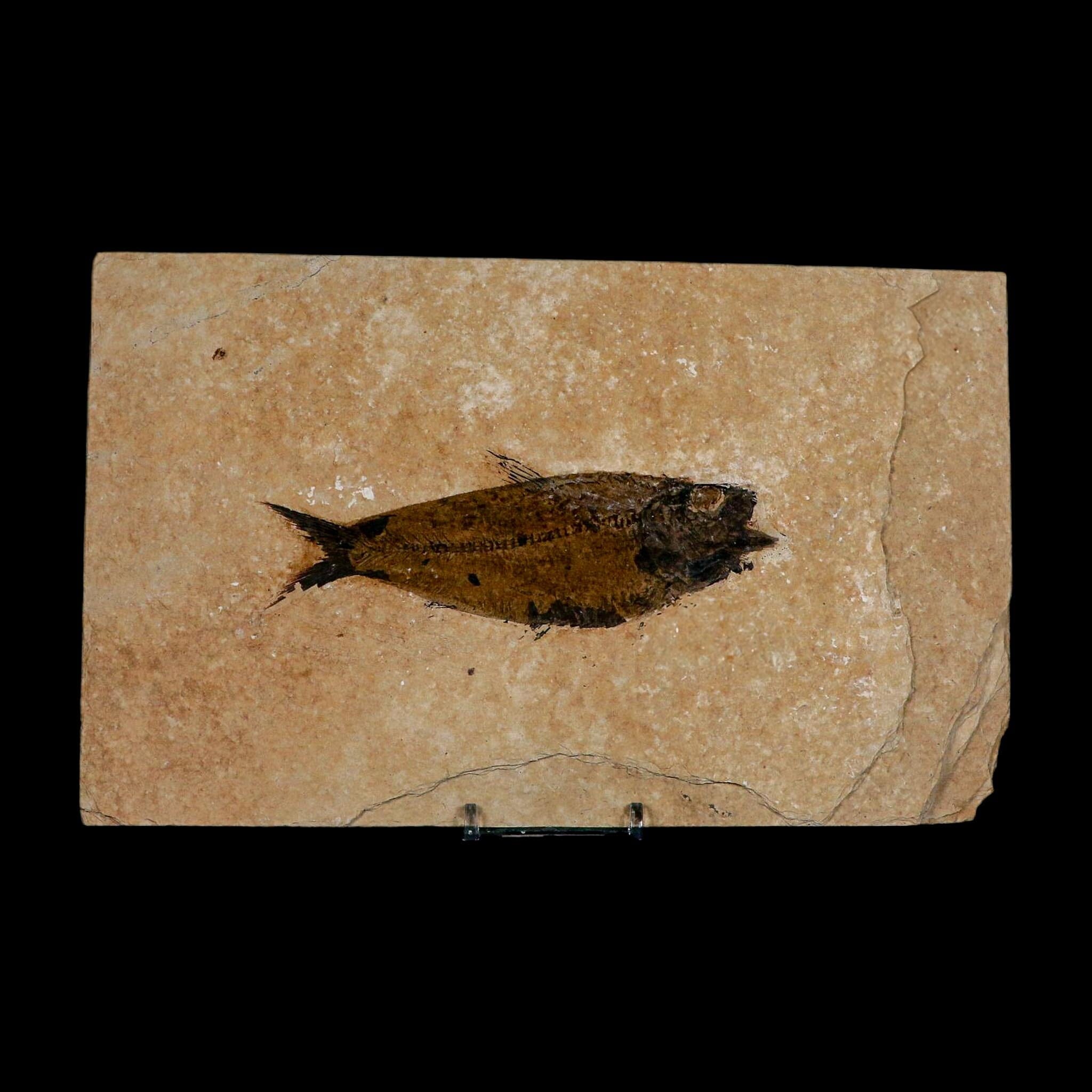 XXL 5" Knightia Eocaena Fossil Fish Green River FM WY Eocene Age COA And Stand - Fossil Age Minerals